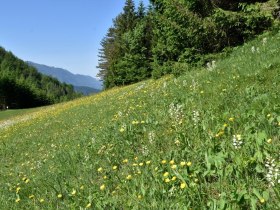 Schauwiese im Kothbergtal bei Lunz am See, © David Bock