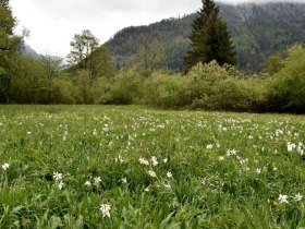 Schauwiese Wassercluster bei Lunz am See, © (C) David Bock