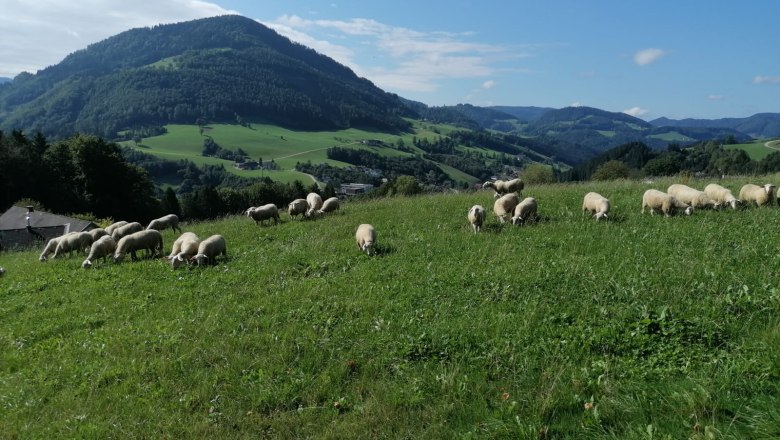 Bio-Schaf-Berg Familie Oismüller, © pivat, z.V.g. Oismüller