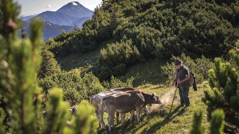 Auf der Alm, © Theo Kust