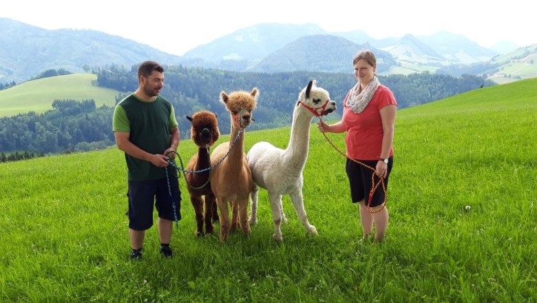 Mit den Alpakas wandern, © Urlaub am Bauernhof - Fam. Schweighuber