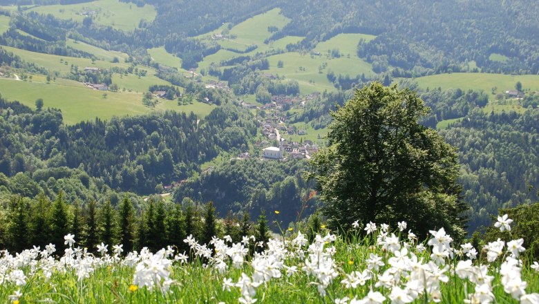 Flowering of daffodils around Opponitz, © Gemeinde Opponitz