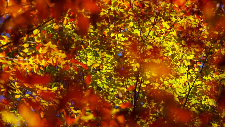 Beech forest in Dürrenstein-Lassingtal Wilderness Area, © HGlader