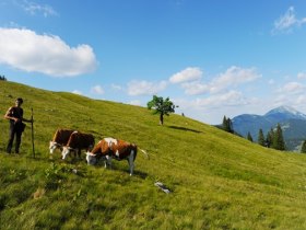 Herrenalm, Blick zum Ötscher, © Unknown