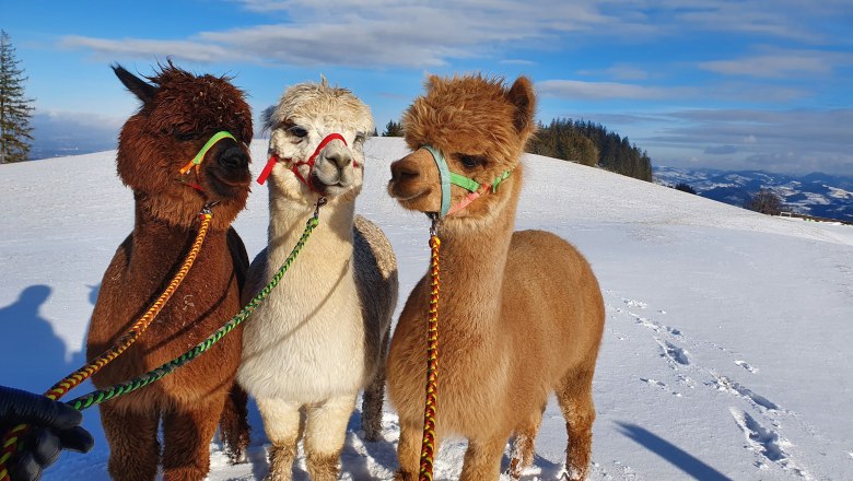 Otto, Xaver und Elvira, © Urlaub am Bauernhof - Fam. Schweighuber