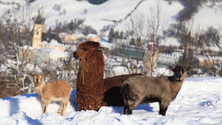 Domestic animals with a view of Waidhofen, © Plachy Andreas