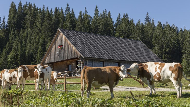 Feldwiesalm, © Theo Kust