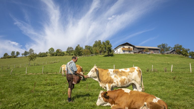 Rund um die Alm grast das Weidevieh, © Theo Kust