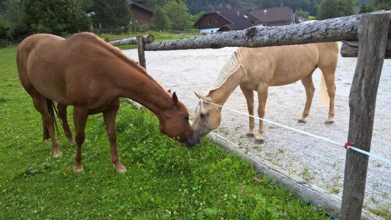 Pferde am Hof der Familie Schlögelhofer, © Heike und Arthur Schlögelhofer