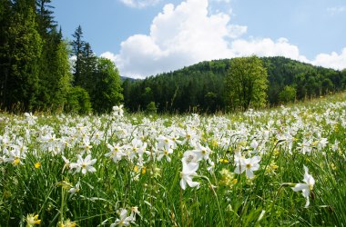 Narciss meadows , © Mostviertel Tourismus GmbH