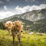 Auf der Alm, © Theo Kust