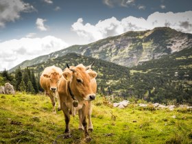 Auf der Alm, © Theo Kust