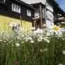 Natur pur – wir leben Natur und bei uns blühen Blumen noch vor dem Haus, © Franz Heher