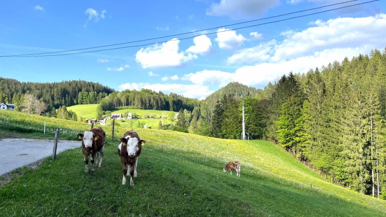 Kälber auf der Weide, © Familie Grasberger