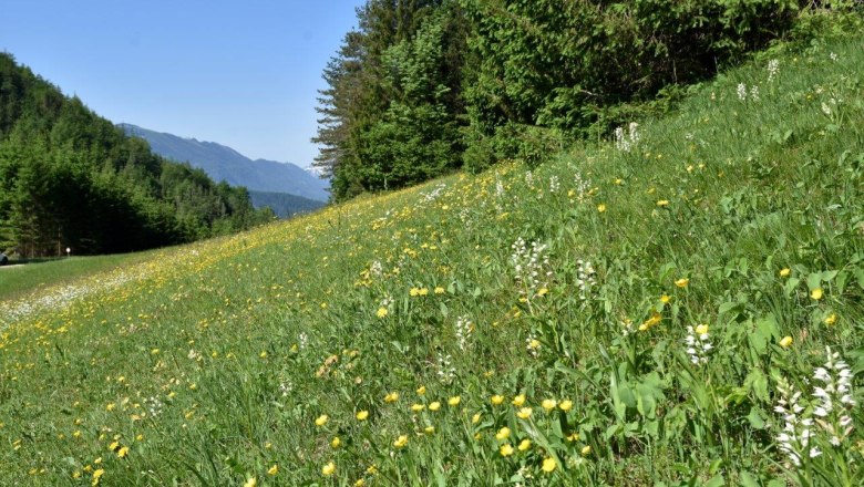 Schauwiese im Kothbergtal bei Lunz am See, © David Bock