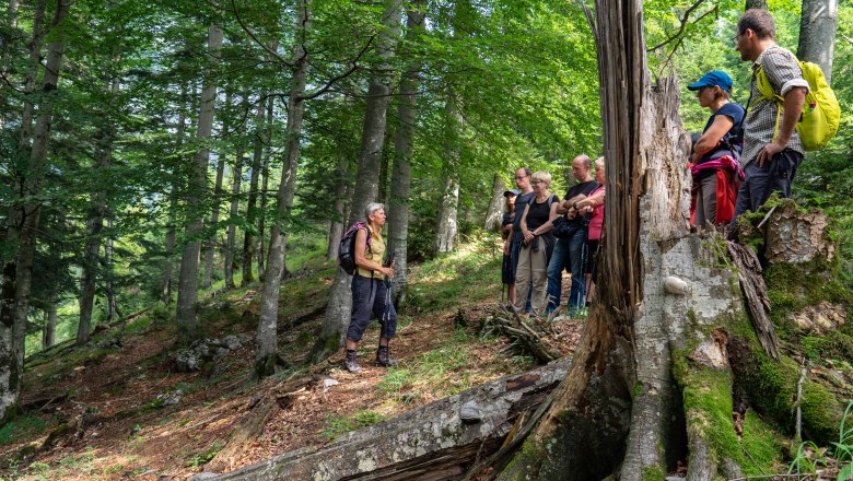 Dürrenstein-Lassingtal Wilderness Area, © Ingeborg Zeh